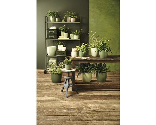 Místnost s rostlinami na policích a stolech v květináčích