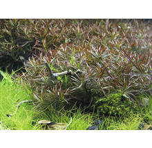 Detail akvarijních rostlin