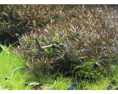 Detail akvarijních rostlin