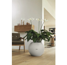 Rostlina s bílými květy v kulatém květináči v obývacím pokoji