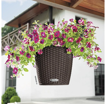 Závěsný květináč s fialovými petúniemi v hnědé plastové nádobě
