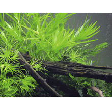 Akvarijní rostliny a kořenové dřevo v akváriu