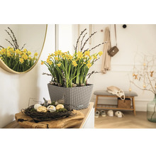 Dekorativní interiér s narcisy v květináči, hnízdo s velikonočními vejci a zrcadlo v chodbě