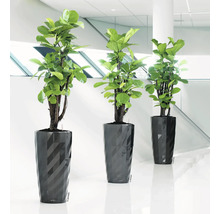 Tři pokojové rostliny ve strukturovaných květináčích na podlaze