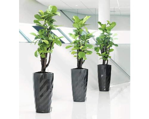 Tři pokojové rostliny ve strukturovaných květináčích na podlaze