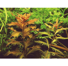 Detail akvarijních rostlin