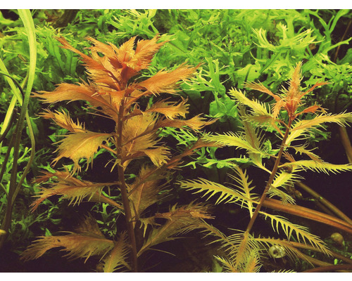 Detail akvarijních rostlin