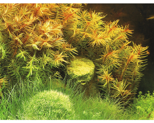 Dekorace akvária s vodními rostlinami a kamenem