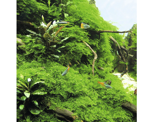 Akvárium s mechem a rybami