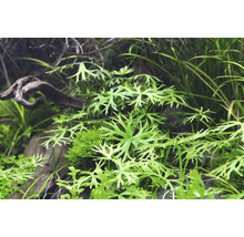 Akvarijní rostliny s dřevem