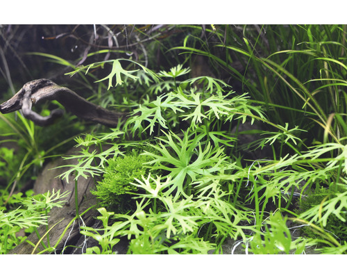 Akvarijní rostliny s dřevem