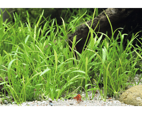 Detailní záběr trávy v akváriu