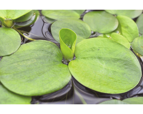 Detailní záběr na pistii stratiotes, jezírkovou rostlinu