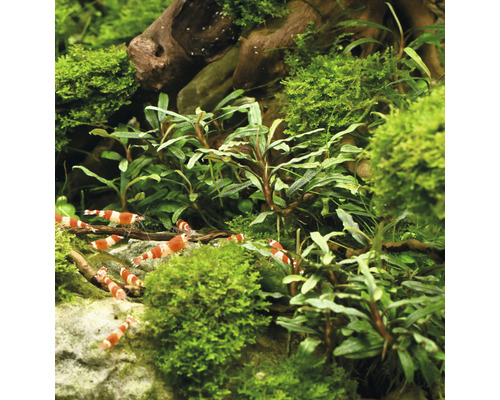 Akvárium s krevetami a rostlinami