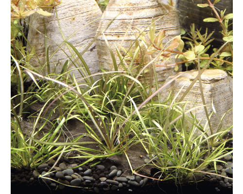 Akvárium s šídlatkou a ozdobnými kameny