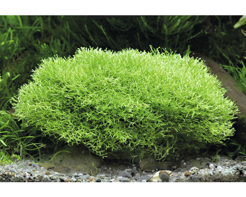 Akvarijní rostlina Korálový mech v akváriu