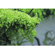 Detailní záběr jávského mechu pro akvária