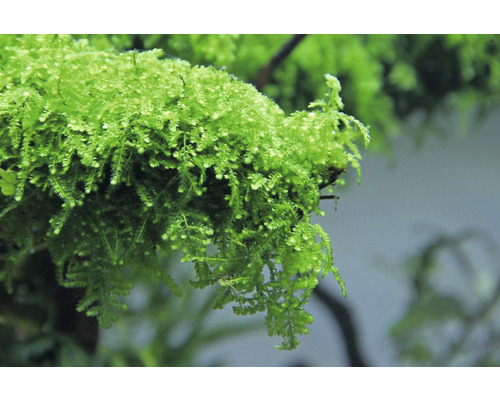 Detailní záběr jávského mechu pro akvária