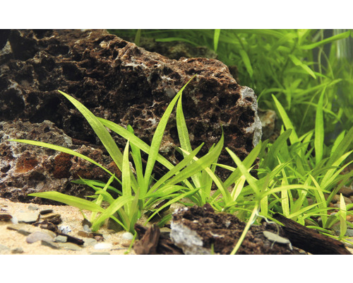 Akvárium s kameny a šípatkou šídlatou