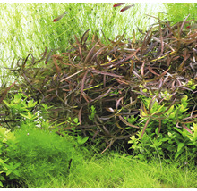 Detail akvarijních rostlin