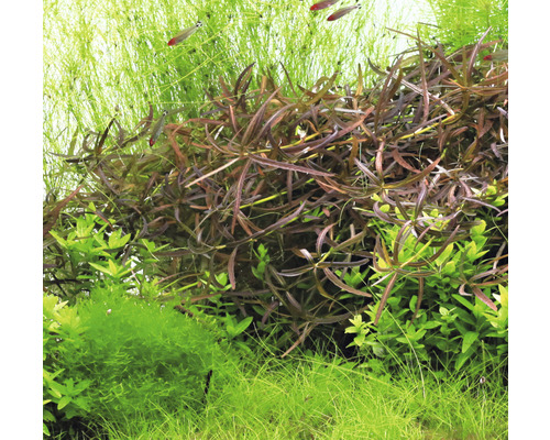 Detail akvarijních rostlin