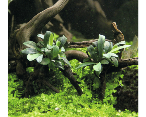 Akvarijní rostliny se zelenými listy a dekorací z kořenového dřeva