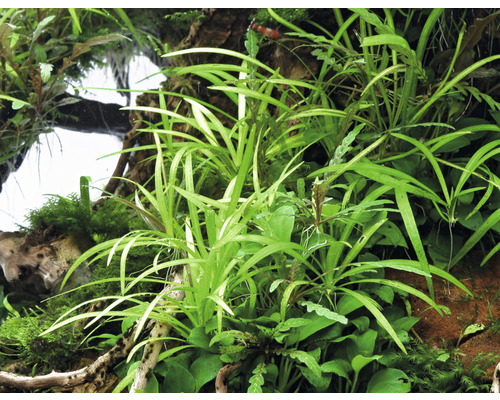 Akvárium s různými vodními rostlinami