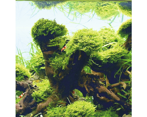 Pohled na akvárium s kořenovým dřevem a mechem