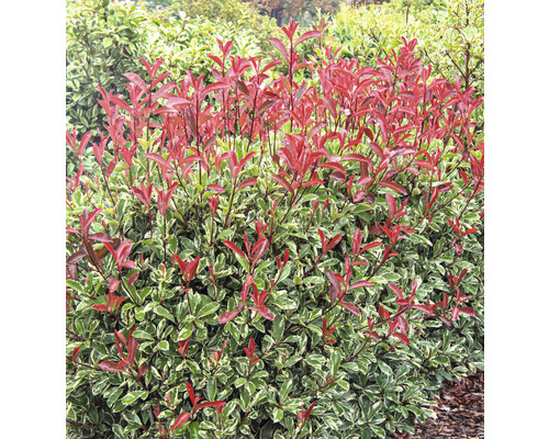 Stálezelený živý plot z červenky s červenými listy