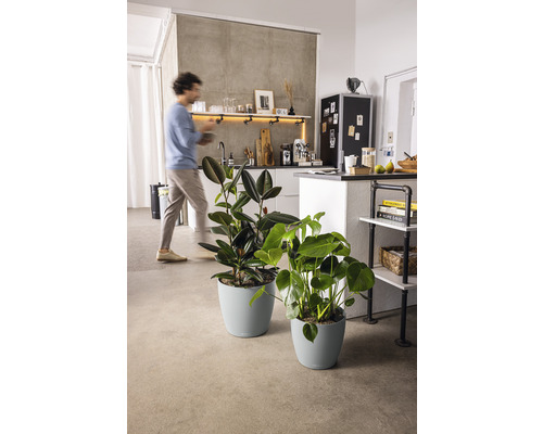 Dvě pokojové rostliny v odpovídajících květináčích v moderní kuchyni.