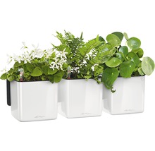 Tři bílé květináče s různými rostlinami a indikátory zavlažování