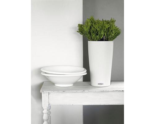 Dekorativní scéna s květináčem, rostlinou a mísami na stole