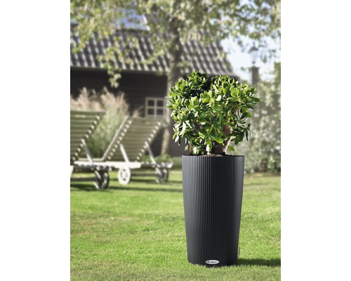 Rostlina v žebrovaném válcovém květináči na zahradě