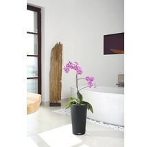 Koupelna s orchidejí v černé květináč