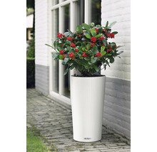 Rostlina s červenými plody v bílé nádobě