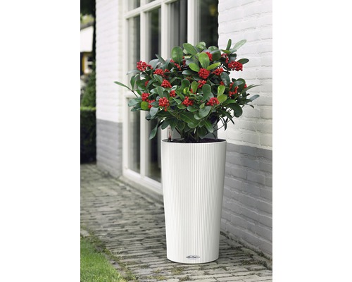 Rostlina s červenými plody v bílé nádobě