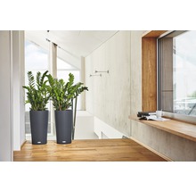 Dvě pokojové rostliny v šedých květináčích na chodbě s dřevěnou podlahou