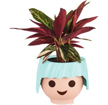 Rostlina v květináči s obličejem