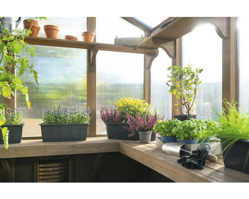 Skleník s rostlinami v květináčích a truhlících na policích