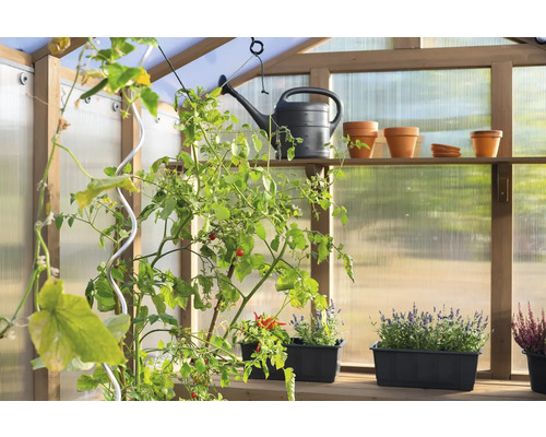 Skleník s rostlinami, konví a květináči na policích