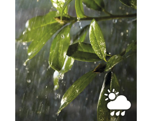 Déšť na zelených listech