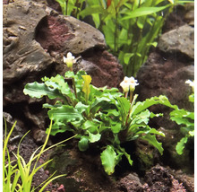 Akvarijní rostlina se zelenými listy a bílými květy mezi kameny