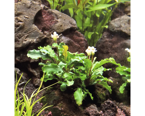 Akvarijní rostlina se zelenými listy a bílými květy mezi kameny