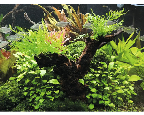 Akvárium s dřevěnou strukturou a různými vodními rostlinami