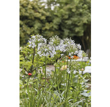 Kalokvět FloraSelf Agapanthus africanus 'Fireworks' květináč Ø 17 cm