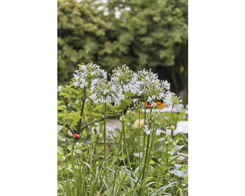 Květenství Agapanthus v zahradě