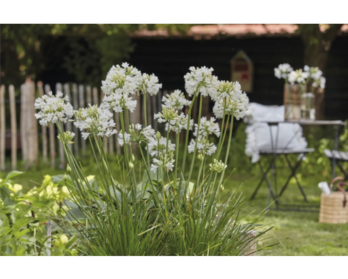 Africká lilie v zahradě