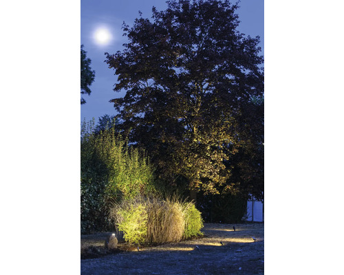 Osvětlená zahrada se stromy a keři v noci
