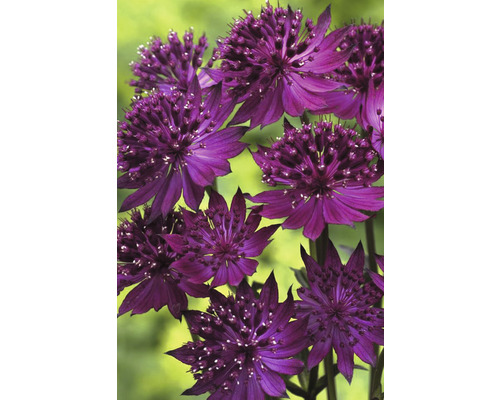 Směs hvězd zahradní kráska