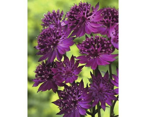 Hvězdnice větší rostlina s purpurovými květy